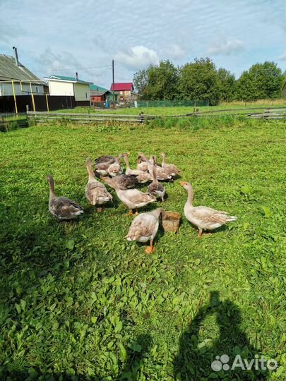 Гуси бойцовые