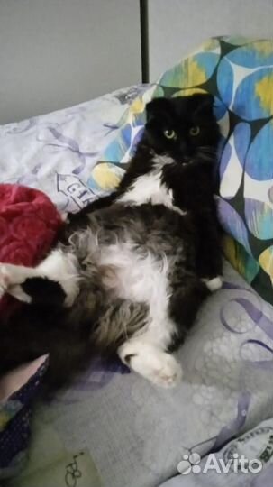 Кошка в добрые руки