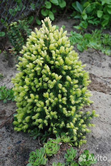 Саженцы Ель коника