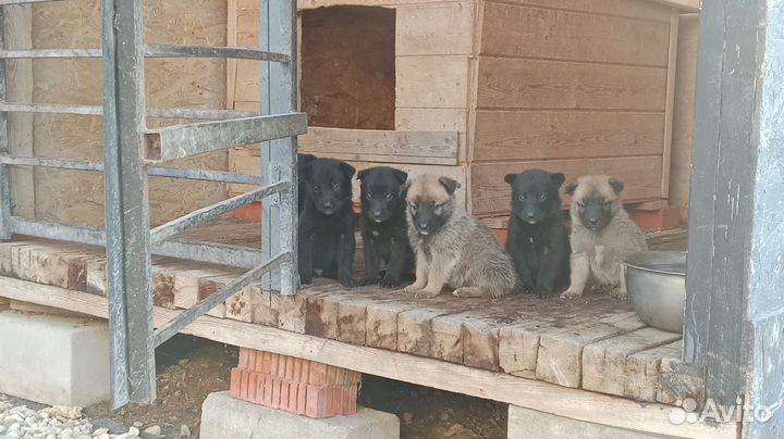 Щенки восточно европейской и бельгийской овчарки