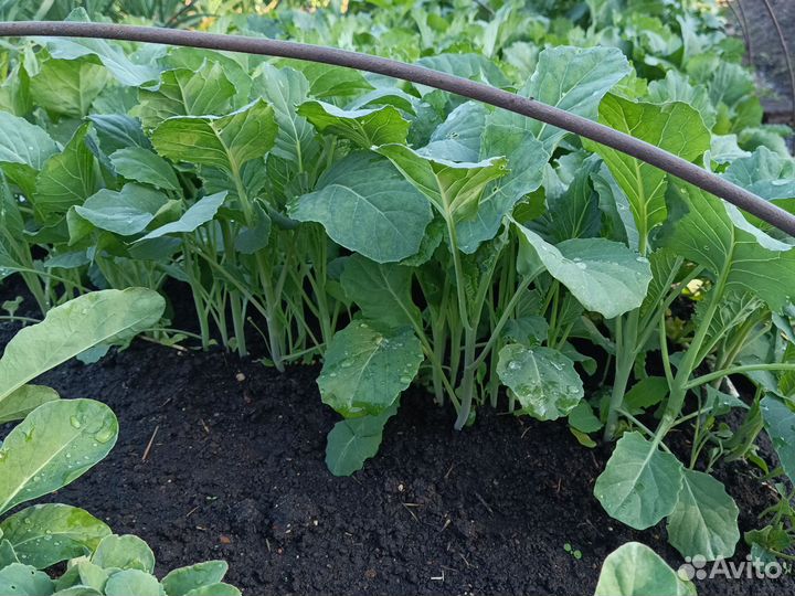 Рассада капусты, перцев, помидор, баклажанов