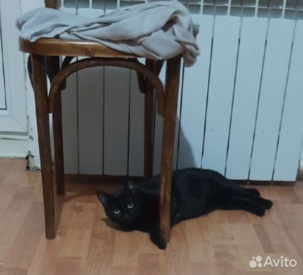 Кошке нужен Дом