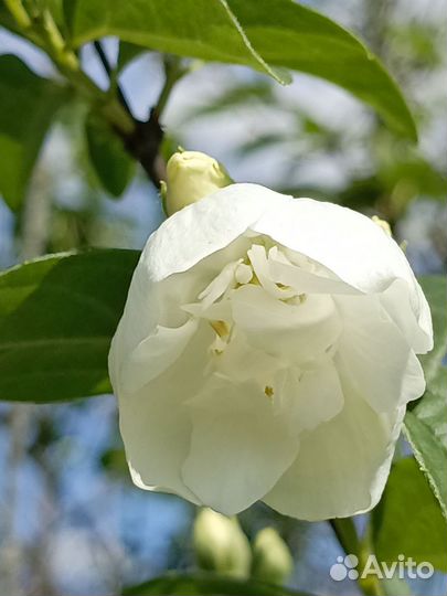 Жасмин махровый