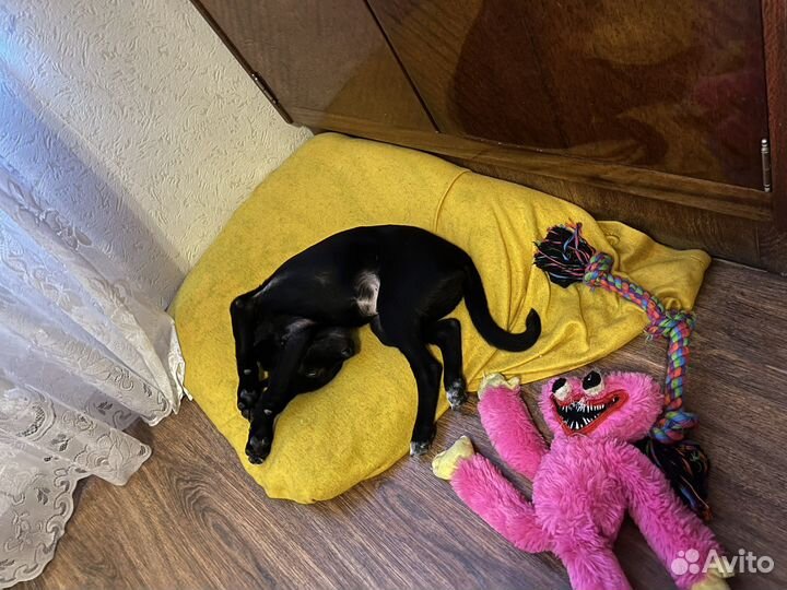 Метис лабрадора