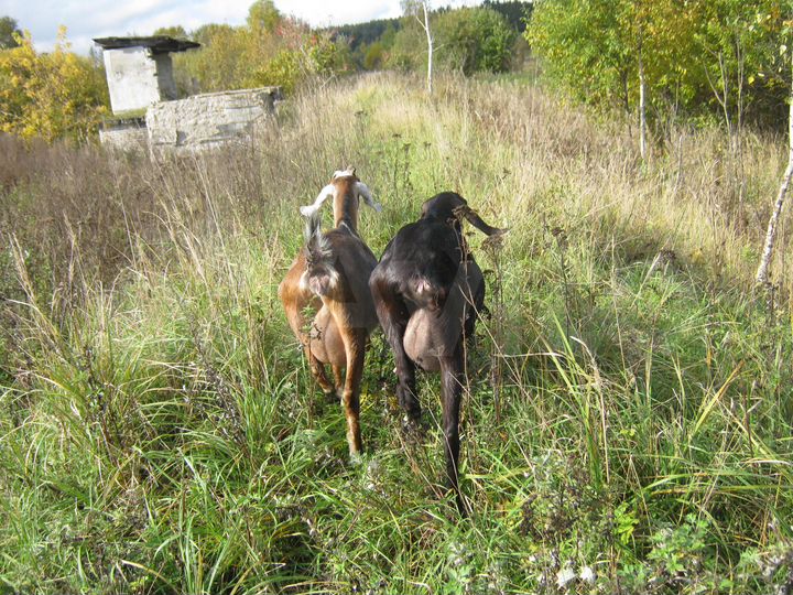 Дом 20 м² на участке 16 сот.