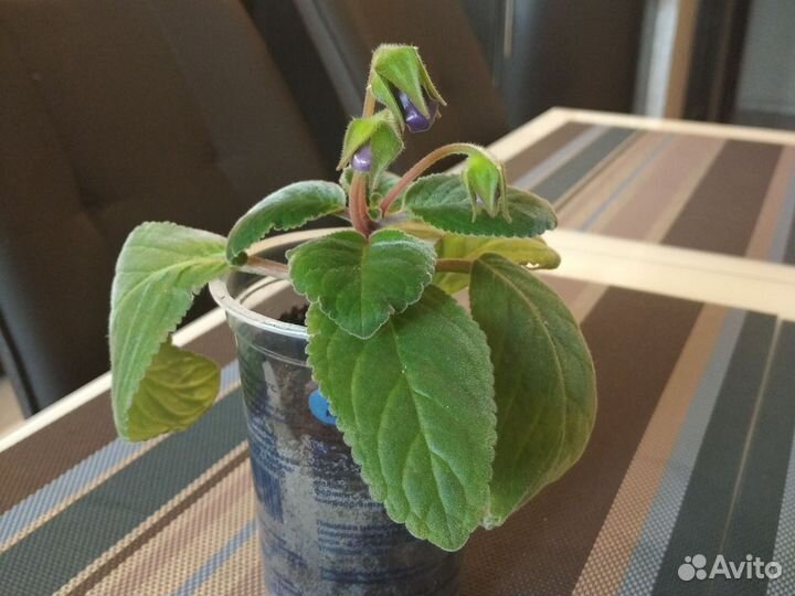 Глоксиния тидея