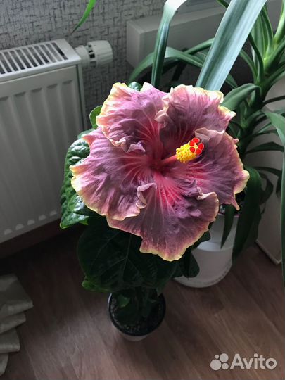 Гибискус сортовой Persian Rug