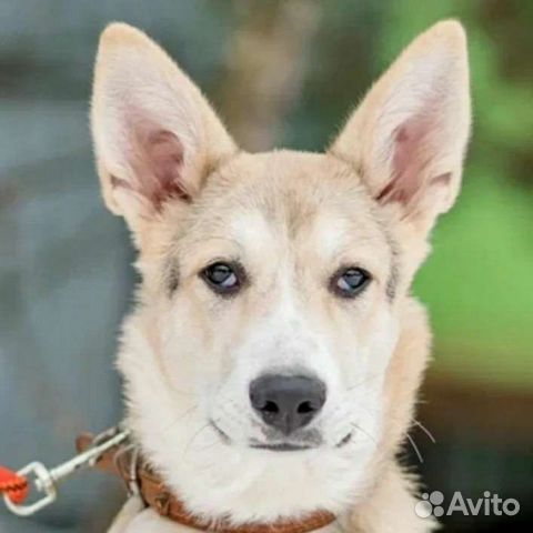 Мечтаете о умной собаке