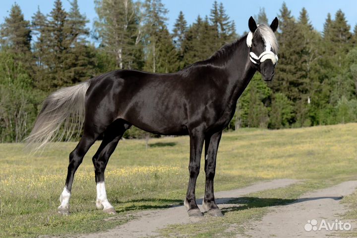 Жеребец на случку