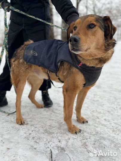 Собака в добрые руки