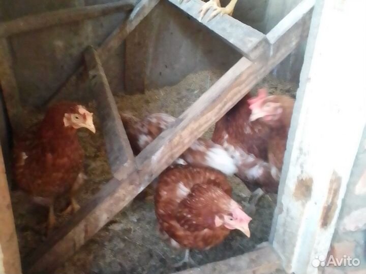 Куры несушки