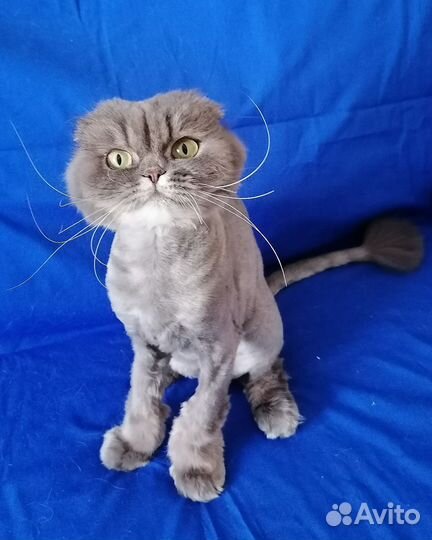Соня ищет дом