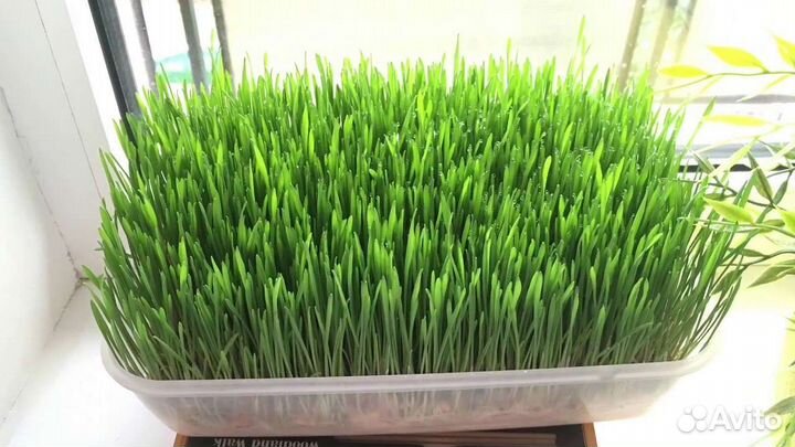 Пророщеная пшеница