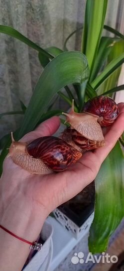 Улитки ахатины