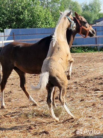 Пони уэльский
