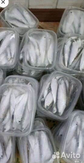 Тюлька замороженная
