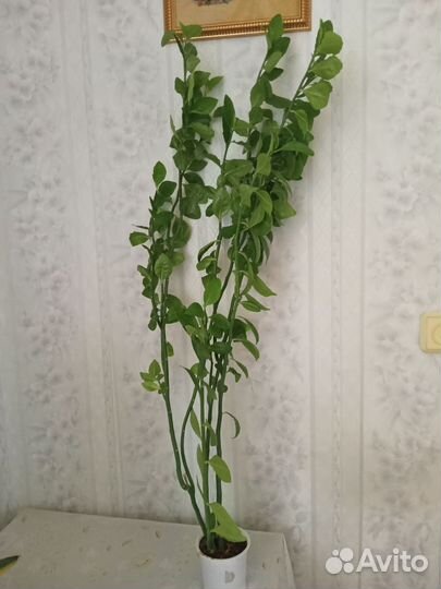 Педилантус