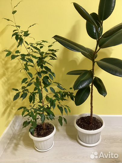 Комнатные цветы