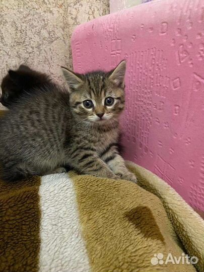 Котята