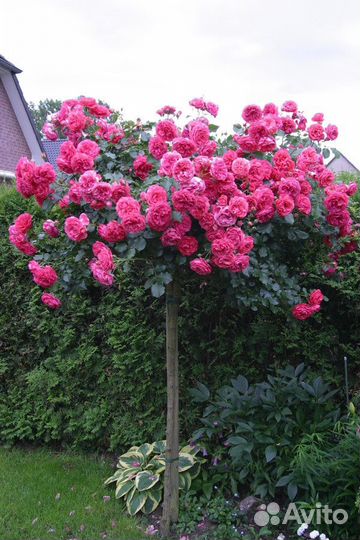 Штамбовые розы