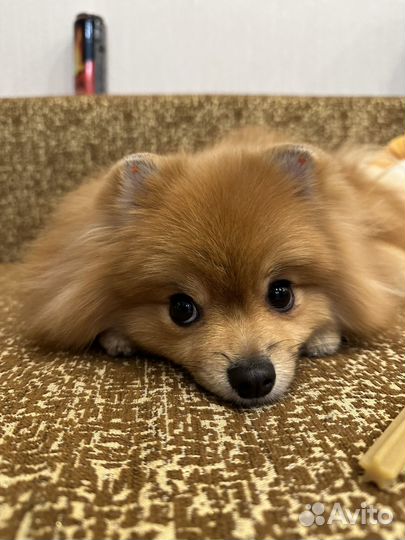 Немецкий шпиц вязка девочка