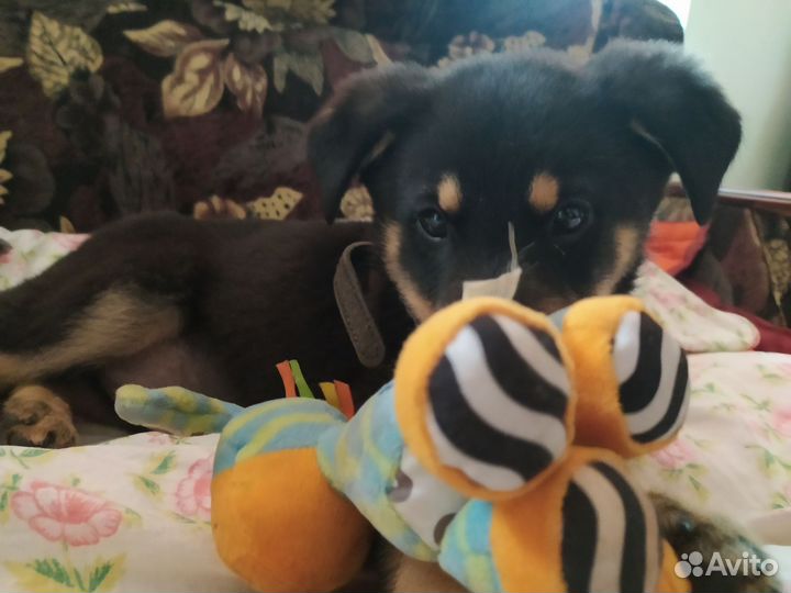 Щенок мальчик классический