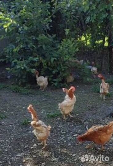 Куры несушки