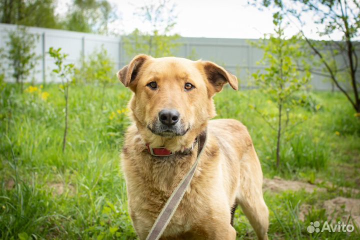 Пес Персик ищет дом. В добрые руки