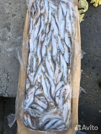 Мойва свежая, брикет - 24 кг