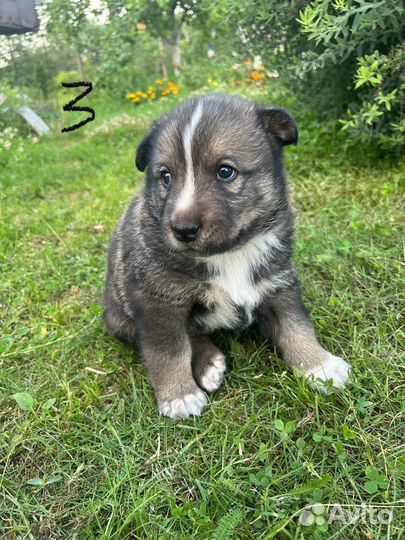 Щенки метис Лайка и Овчарка