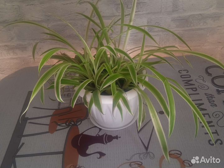 Комнатные цветы