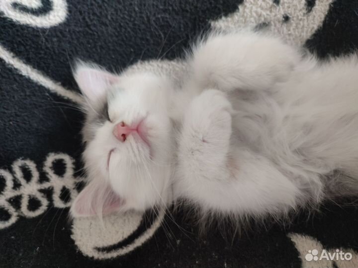 Сибирская кошка