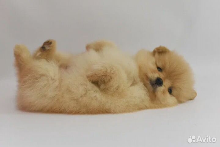 Продаются щенки шпица, малого и померанского