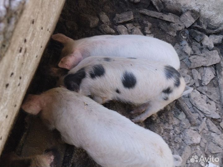 Свини маленькие