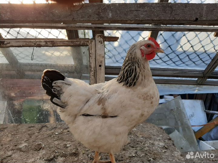 Петухи производители и курочки несушки