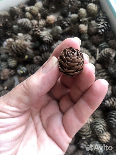 Шишки лиственницы