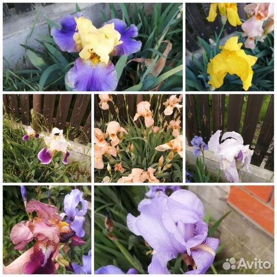 Уличные цветы