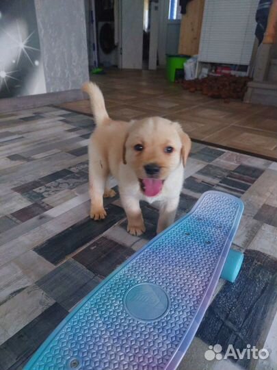 Щенки лабрадора