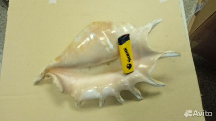 Раковина морская,большая