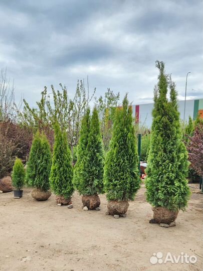 Туя смарагд 140-160см