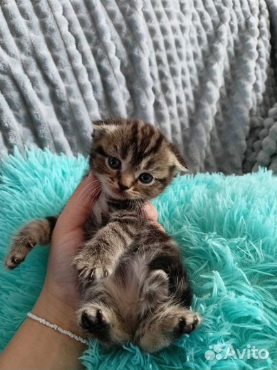 Шотландские котята
