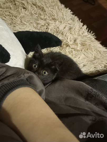 Котëнок девочка