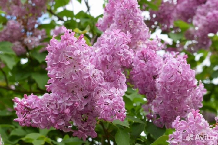 Сирень Бюффон