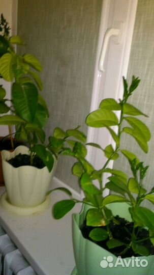 Домашний лимон (дерево)