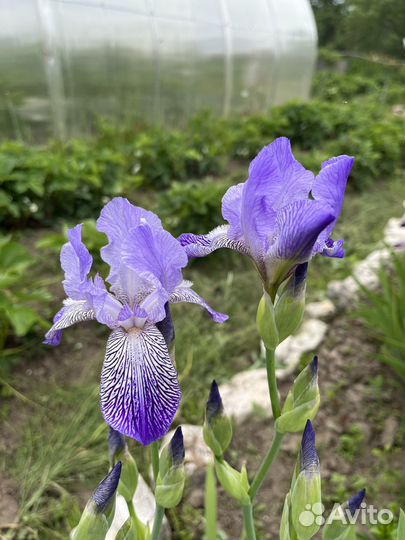 Ирисы бордюрные