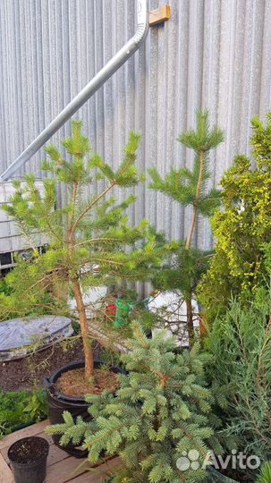 Сосна обыкновенная