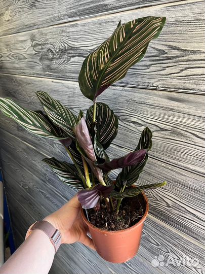 Calathea Ornata