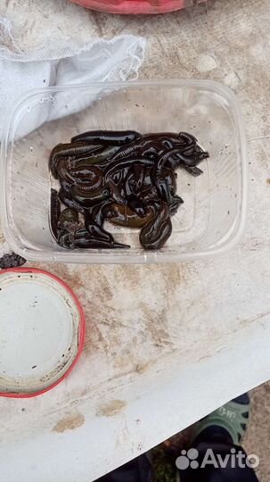 Пиявки для рыбалки