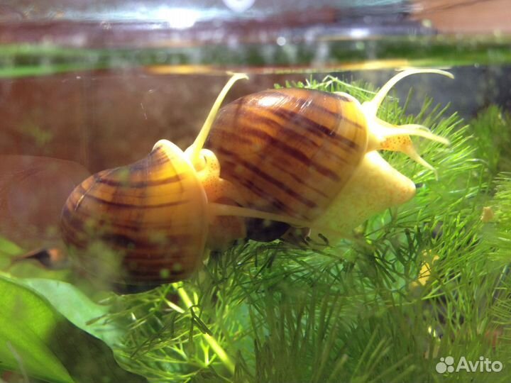 Улитки аквариумные ампулярии