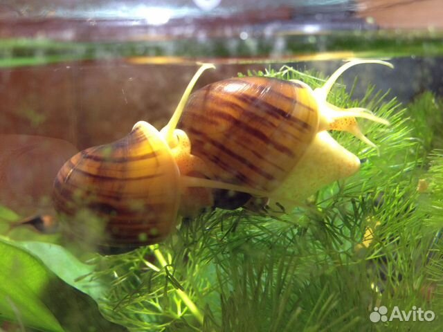 Улитки аквариумные ампулярии